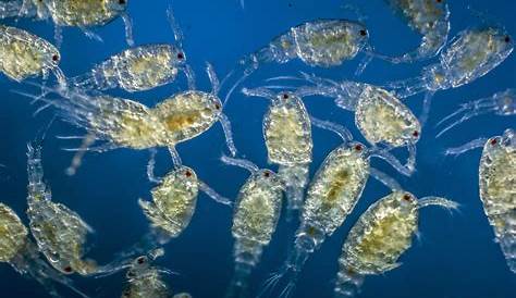 Plankton Images The Beauty Of In Pictures Weird Sea Creatures