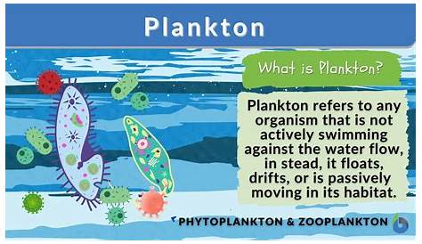 Plankton Meaning In English Calanoid Copepods Encyclopedia Of Life