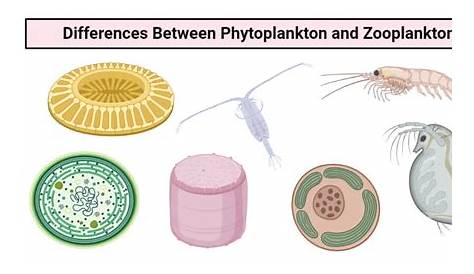 Plankton Meaning In Marathi वनस्पतींचे औषधी गुणधर्म Medicinal Properties Of Plants