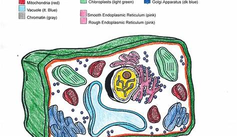 Plant And Animal Cell Coloring Page Grade School s Free
