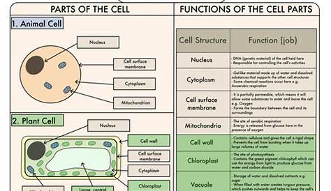Plant And Animal Cell Structure And Function Pdf plantcellsworksheet.pdf