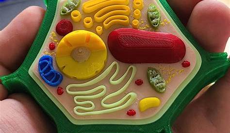 Plant Cell 3d Model Project Easy Pin On Classroom