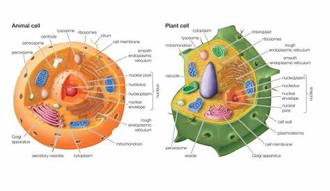 Plant Cell And Animal Cell Diagram For Class 7 Difference Between In Hindi Urdu Youtube