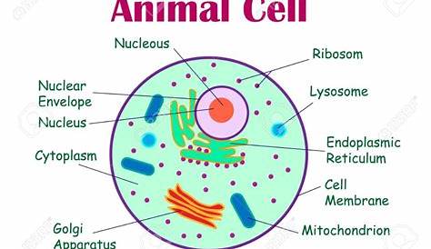 Plant Cell And Animal Cell Diagram For Class 8 Ncert Organelles Vs Pmf Ias