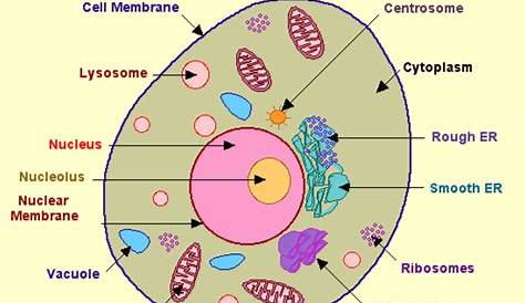 Difference Between Plant And Animal Cell Are Explained In Detail