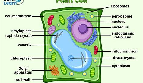 Plant Cell And Animal Cell Diagram For Class 9 Notes Of Ch 5 The Fundamental Unit Of Life th Science