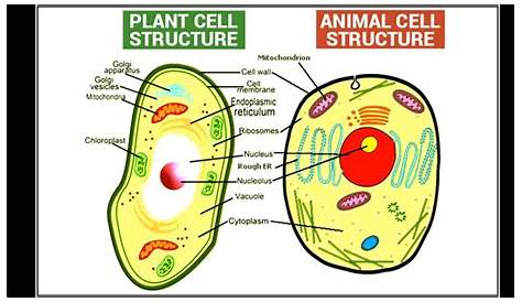 Difference Between Plant and animal cell in Hindi/Urdu