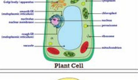 Biology Plant VS Animal Cell Diagram Label in 2020