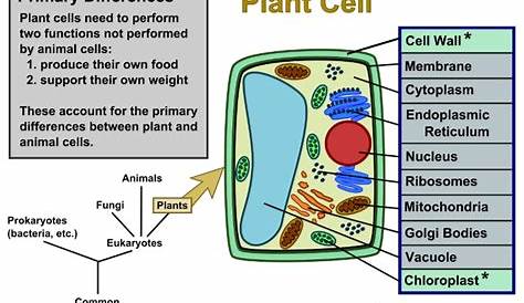 Plant Cell And Animal Cell Parts And Functions s s Structure