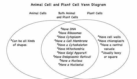 Plant Cell And Animal Cell Venn Diagram Answers s Inspirational