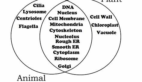 Plant vs Animal cells venn diagram for educational