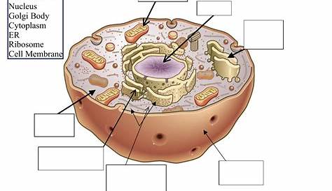 Plant Cell And Animal Cell Worksheet Pictures With Labels Biological