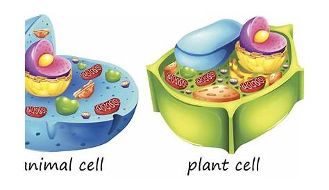 Plant Cell And Animal Cell Vs Venn Diagram General Wiring Diagram