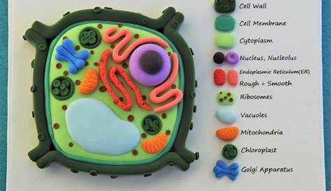 Cell model made out of clay Cells project, Plant cell