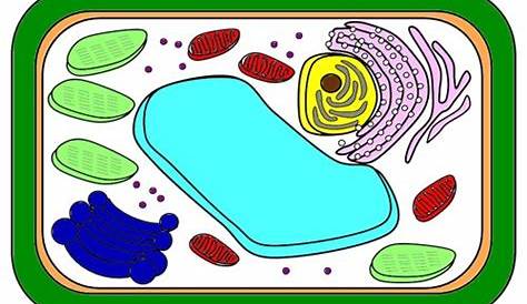 Plant Cell Coloring