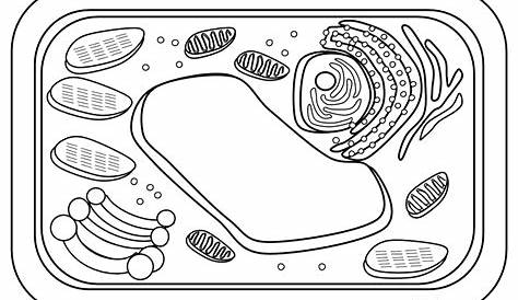Plant Cell Coloring Diagram Simple Drawing At GetDrawings Free Download