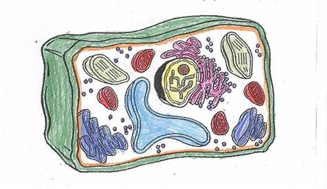 Plant Cell Coloring Sheet Answers Worksheet