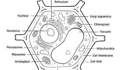 Plant Cell Coloring Sheet Biology Colouring Worksheets Google Search Animal