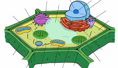 Plant Cell Diagram Blank Labels Tim's Printables