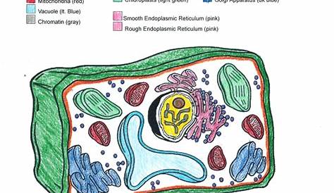 Plant Cell Diagram Coloring Key Mr. Reynolds Science Jarrell Intermediate School