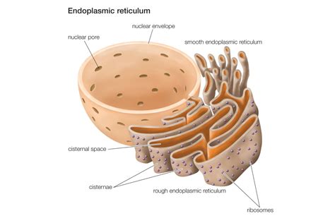 Endoplasmic Reticulum Nursing school studying, Complex systems, The cell