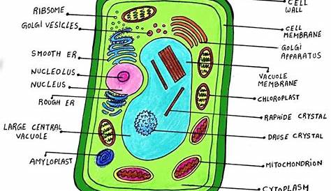 Plant Cell Diagram For Class 9 Easy Anatomy Of A My Articles Structure
