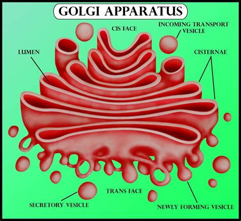 Golgi Apparatus Bing Images Cell biology, Biology units, Biology