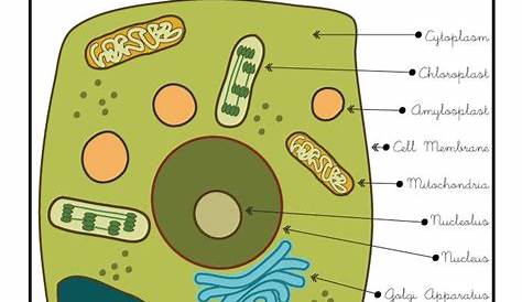 Plant Cell Diagram Labeled 5th Grade s Of A Science Worksheet