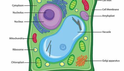 Simple 8th Grade Simple Plant Cell And Animal Cell Diagram