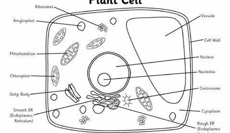 Plant Cell Diagram Labeled Black And White Simple Drawing At GetDrawings Free Download