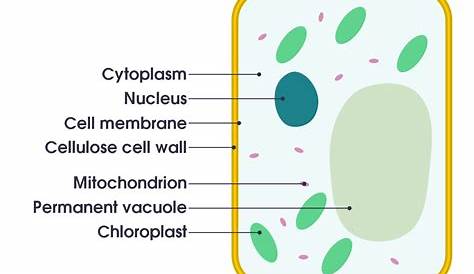 Plant Cell Diagrams Labeled for Kids Plant cell diagram