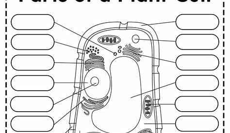 Plant Cell Diagram Labeled Worksheet Parts Of