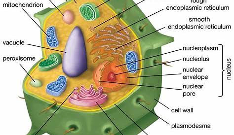 Plant Cell Parts and Structure