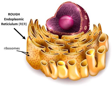 The Structure and Function of the Endoplasmic Reticulum