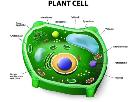 Prokaryotic Cells vs. Eukaryotic Cells Poster
