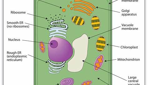 Plant Cell Labeled Diagram For Kids Draw A Neat Of A Typical And Label It