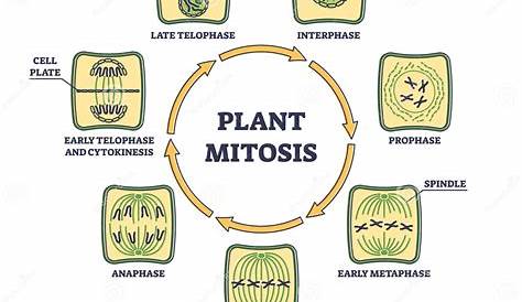 Mitosis in a plant cell