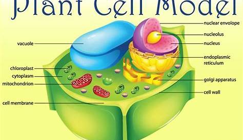 Diagram showing anatomy of plant cell 419163 Vector Art at