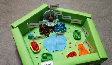 Plant Cell Model Not Labeled By Jahanvi Jani