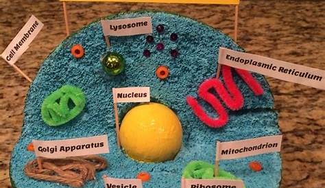 Plant Cell Model Project Ideas 10 Ideal Edible 2021