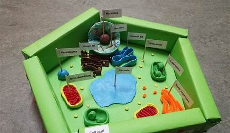 DIY Plant Cell Model Project AMERZING