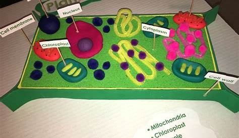 Plant Cell Model Project Edible . s ,