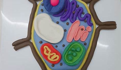 plant cell clay model Google Search Plant cell model