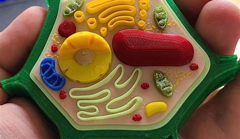 Plant Cell Model 10 Elegant Project Ideas 2020