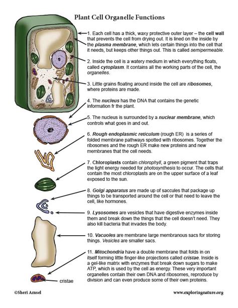 Animal Cell And Plant Cell Organelles And Their Functions Cell Images