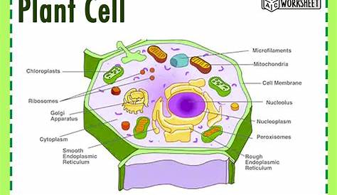 Plant Cell Parts And Function Drawing Biology December 2012
