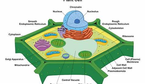 Chart Showing Plant Cell Components Stock Illustration