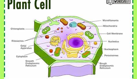 Plant Cell Parts And Functions Definition, Labeled Diagram, Structure,