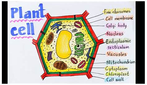 Plant Cell Poster Project Ideas Model Activity For Kids With Printable