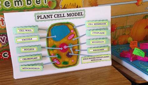 Plant Cell Project 5th Grade Cornerstone Christian School